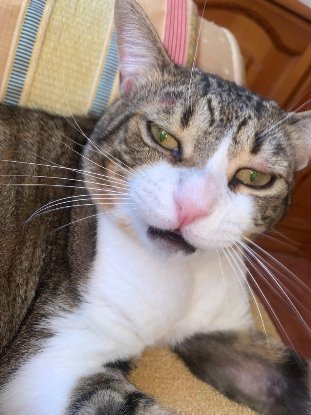 Adopter Mickey