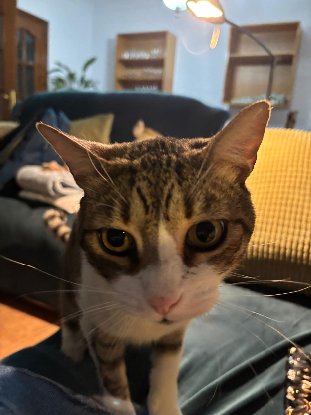 Adopter Mickey