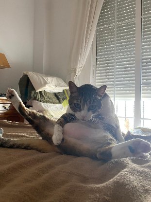 Adoption Mickey