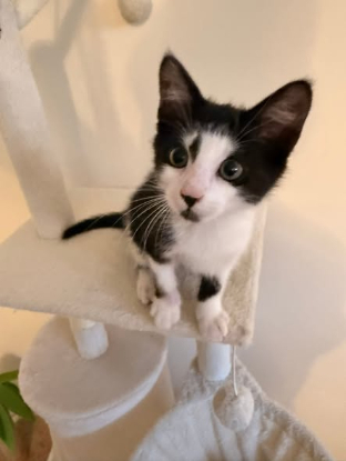 Adopter Mickey