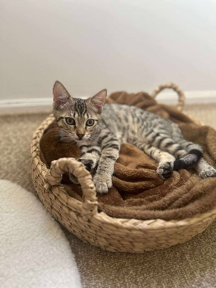 Adopter Mika