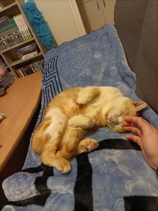 Adopter Mimi