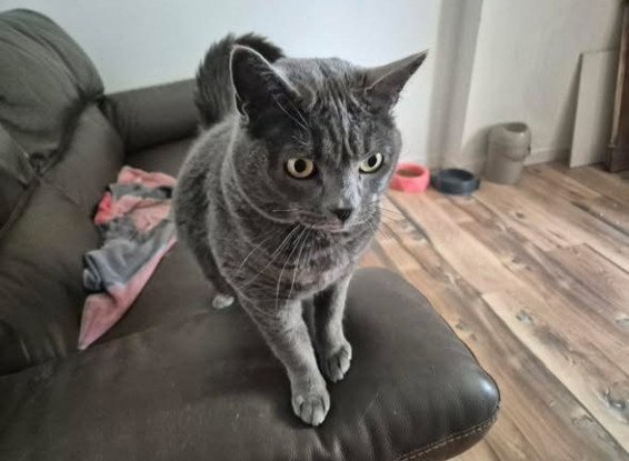 Adopter Mimine