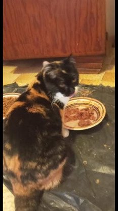 Adopter Mimine