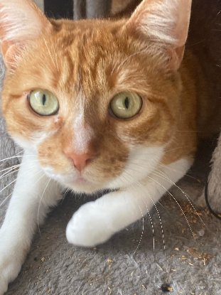 Adopter Mishka