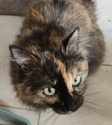 Adopter Mitsy