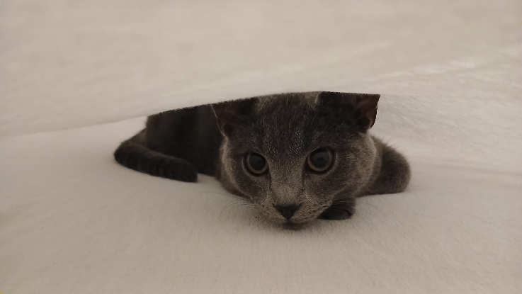 Adopter Mochi