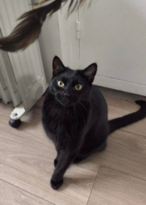 Adopter Moka