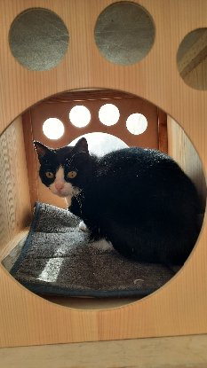 Adopter Moore