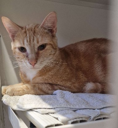 Adopter Mufassa