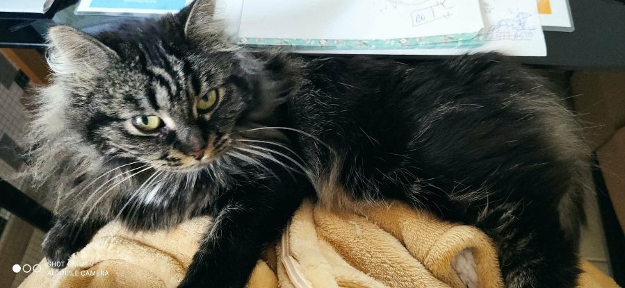 Adopter Myrtille