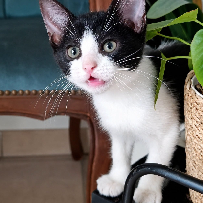 Adopter Myrtille