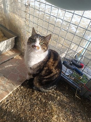 Adopter Mystere