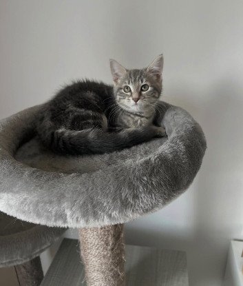 Adopter Nala
