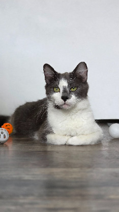 Adopter Naoki