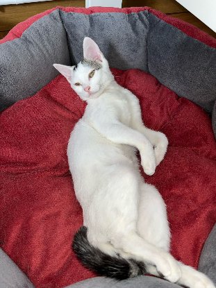 Adopter Neige