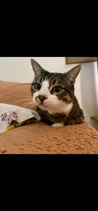 Adopter Newdell