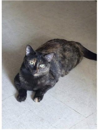 Adopter Niji