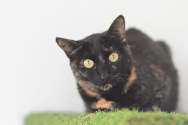 Adopter Nikita