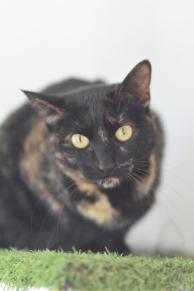 Adopter Nikita