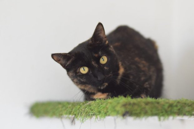 Adoption Nikita