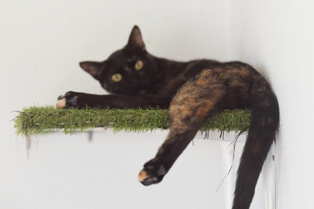 Adoption Nikita