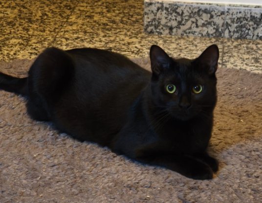 Adopter Noiro