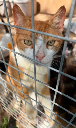 Adopter O'malley