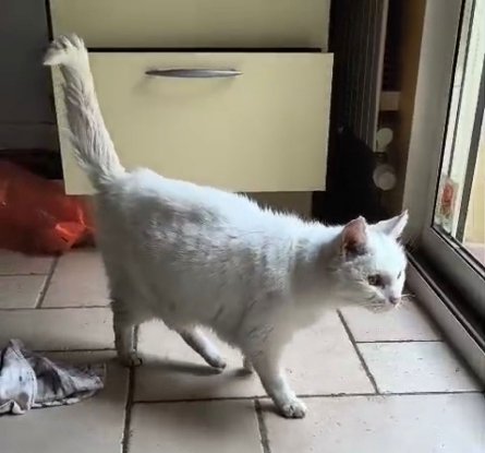 Adopter Odane