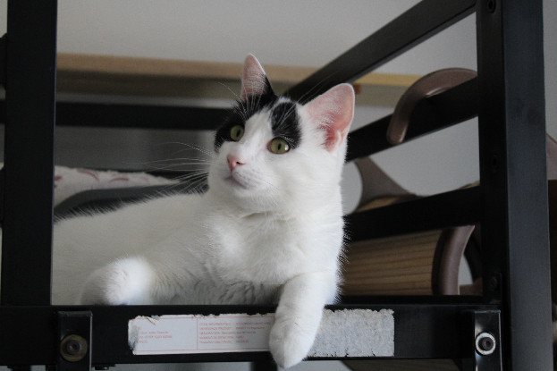 Adopter Oden