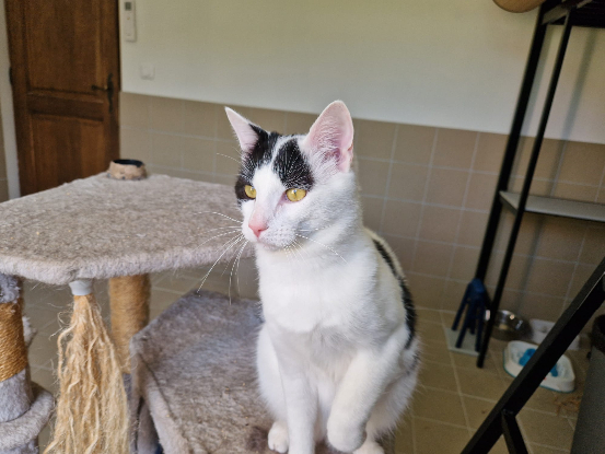 Adopter Oden