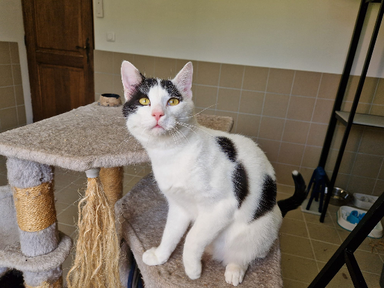 Adoption Oden