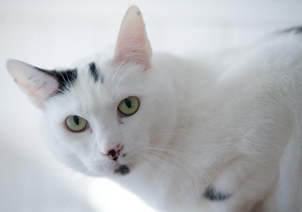Adopter Oggy