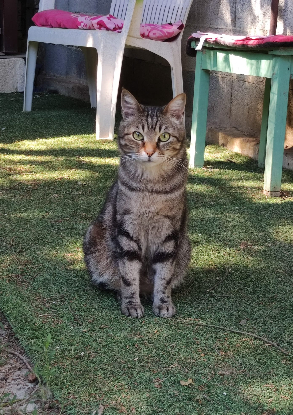 Adopter Omer