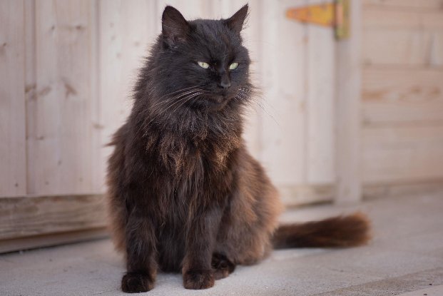 Adopter Oreo
