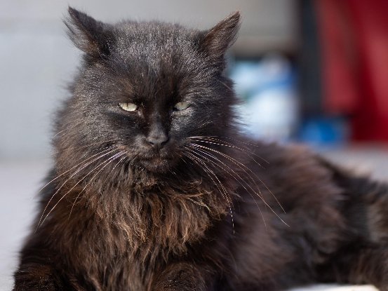 Adopter Oreo