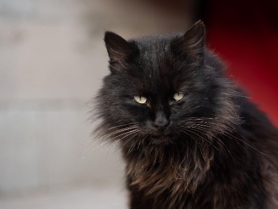 Adopter Oreo