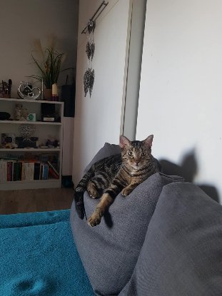 Adopter Orion
