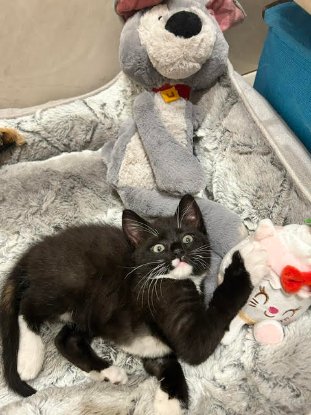 Adopter Orion