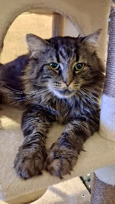 Adopter Oscar