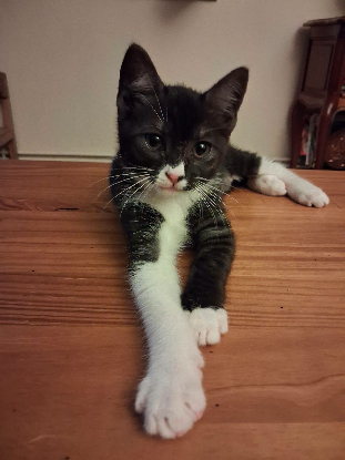 Adopter Patty