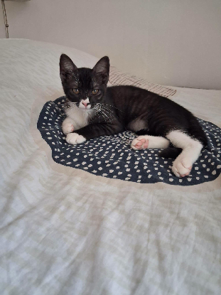 Adopter Patty