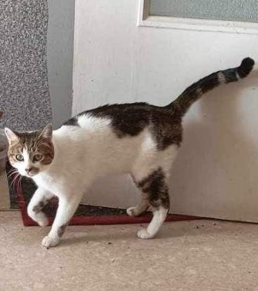 Adopter Pépite