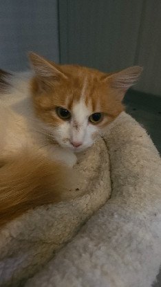 Adopter Pepito