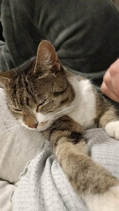 Adopter Perle