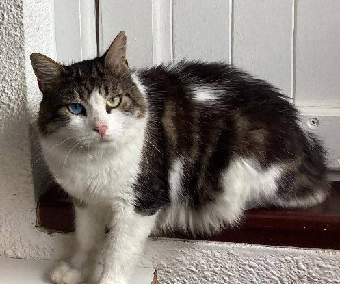 Adopter Phoenix
