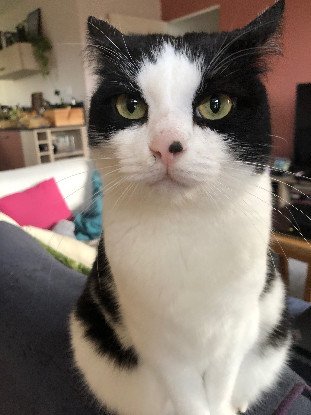 Adopter Pinceau