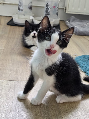 Adopter Pinto