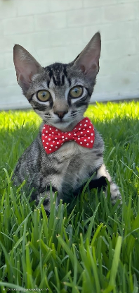 Adopter Pipo