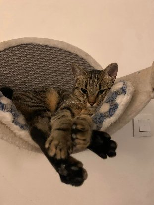 Adopter Pippa